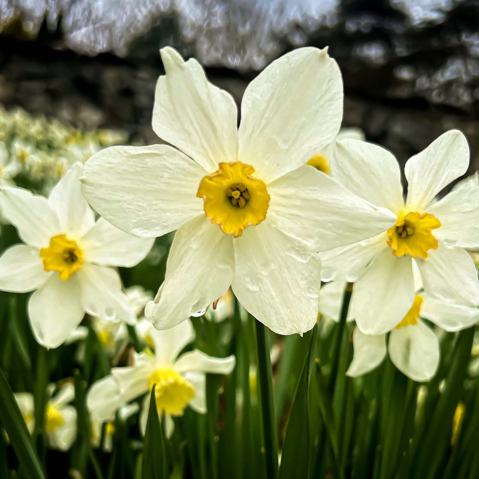 Our Early Spring Flower Weekend is almost here and the weather looks to be perfect for a stroll through Innisfree Garden! Open to the general public, this event will allow you to enjoy the thousands of daffodils and other spring flowers that call Inn
