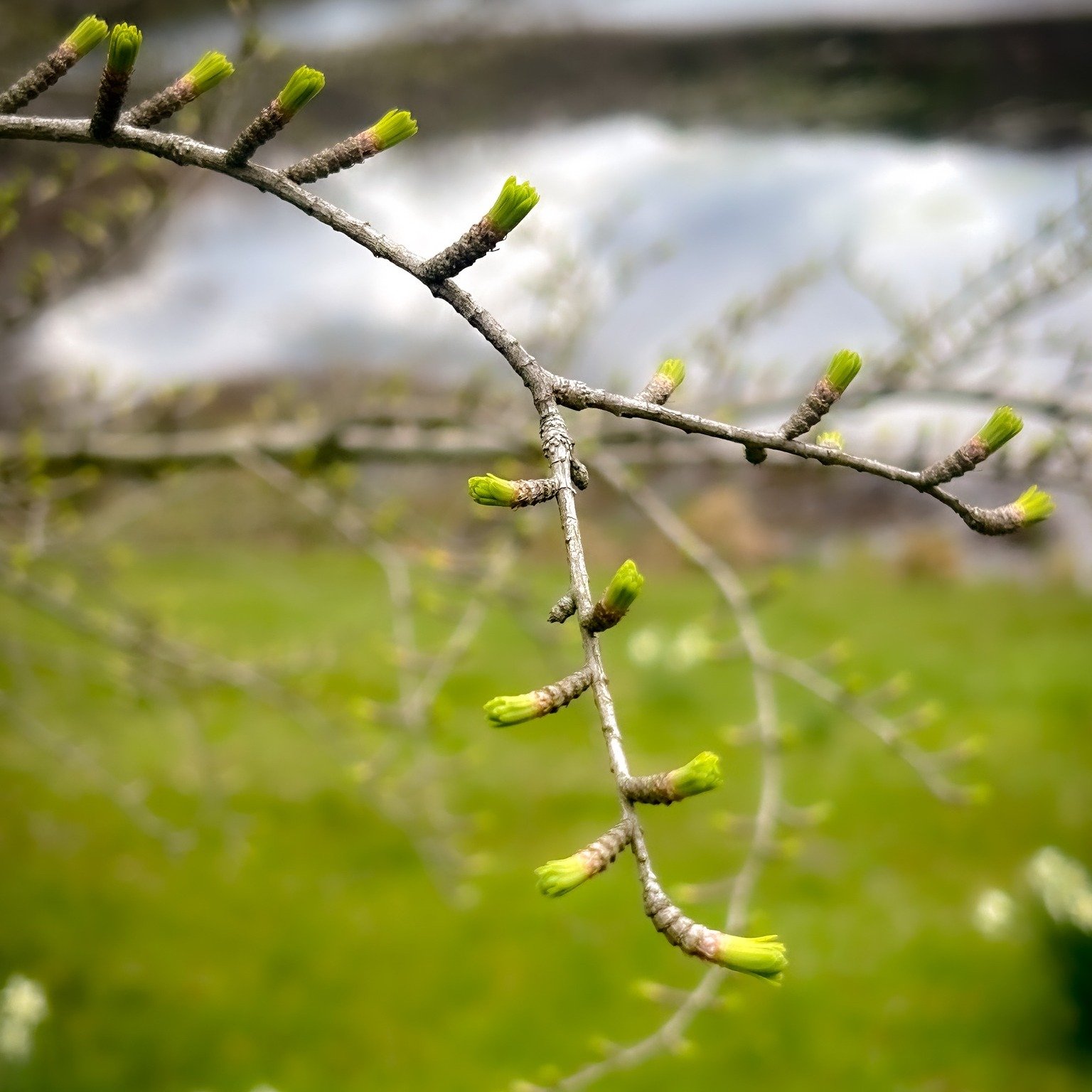 It's not just the daffodils that are blooming at Innisfree. In addition to the thousands of daffodils throughout the garden, Innisfree's other plants are waking up from their winter hibernation and coming to life in spectacular ways.  Plan a visit to