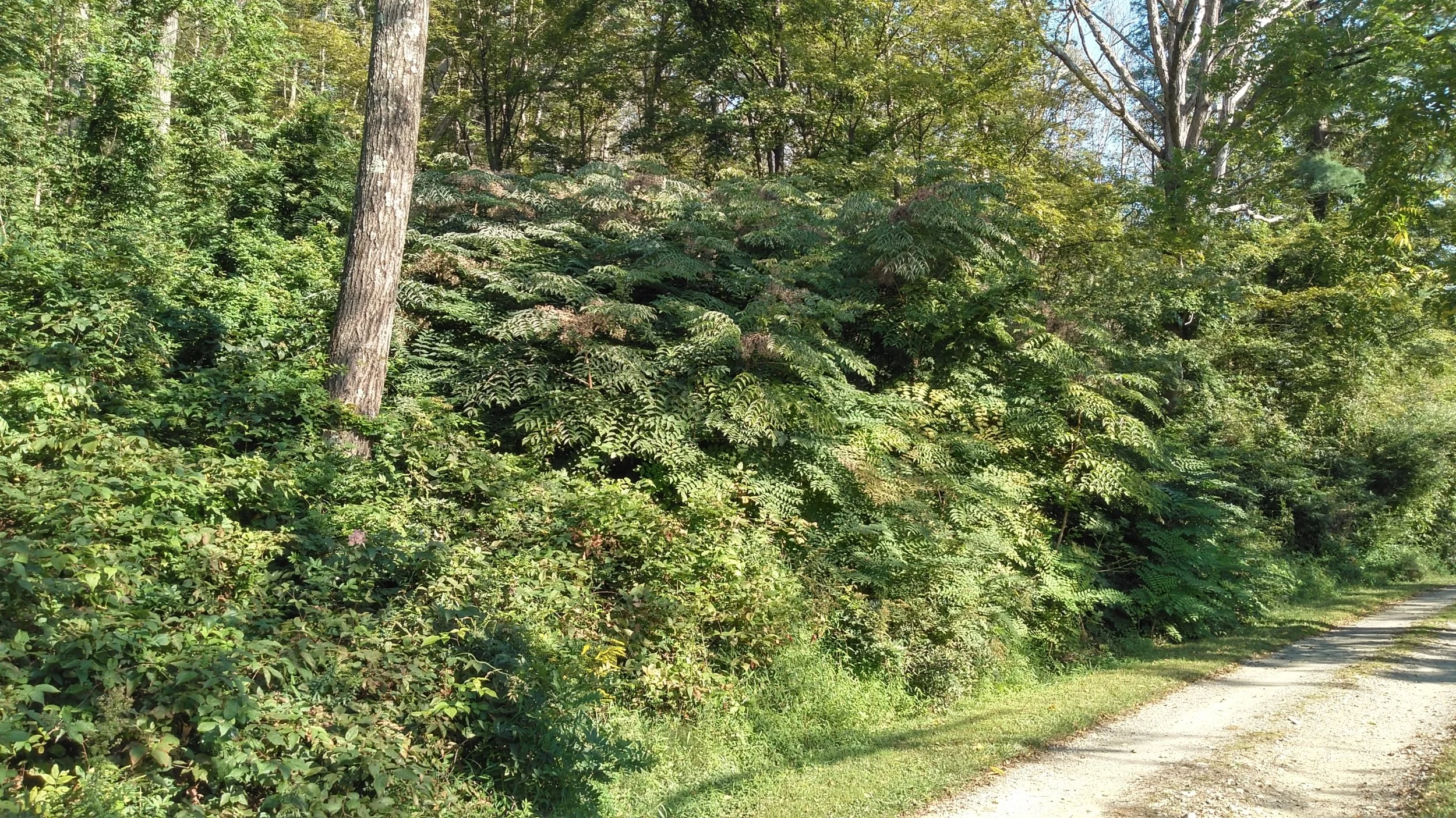 Invasive Species Removal Blitz — Innisfree Garden