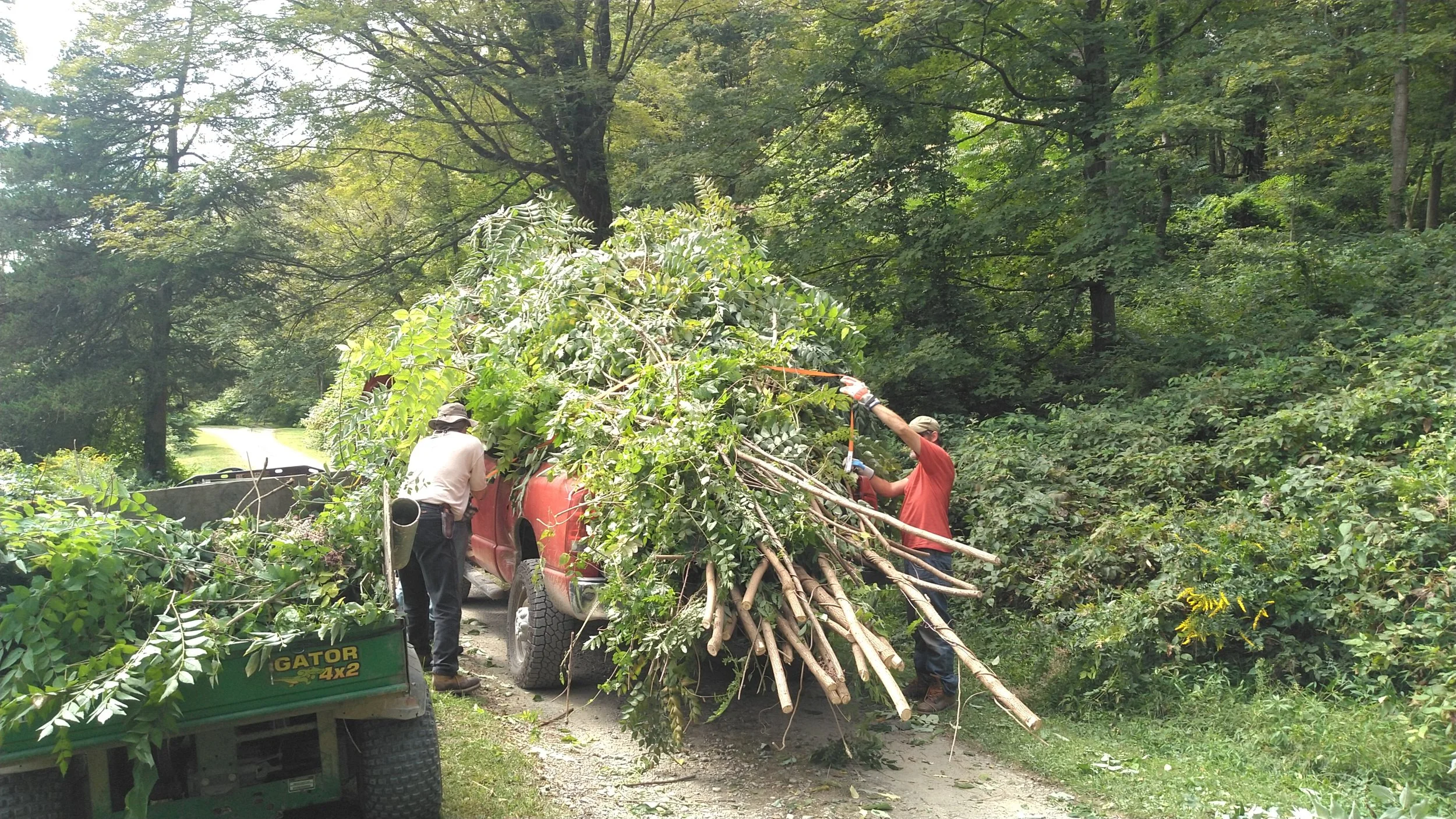 Invasive Species Removal Blitz — Innisfree Garden