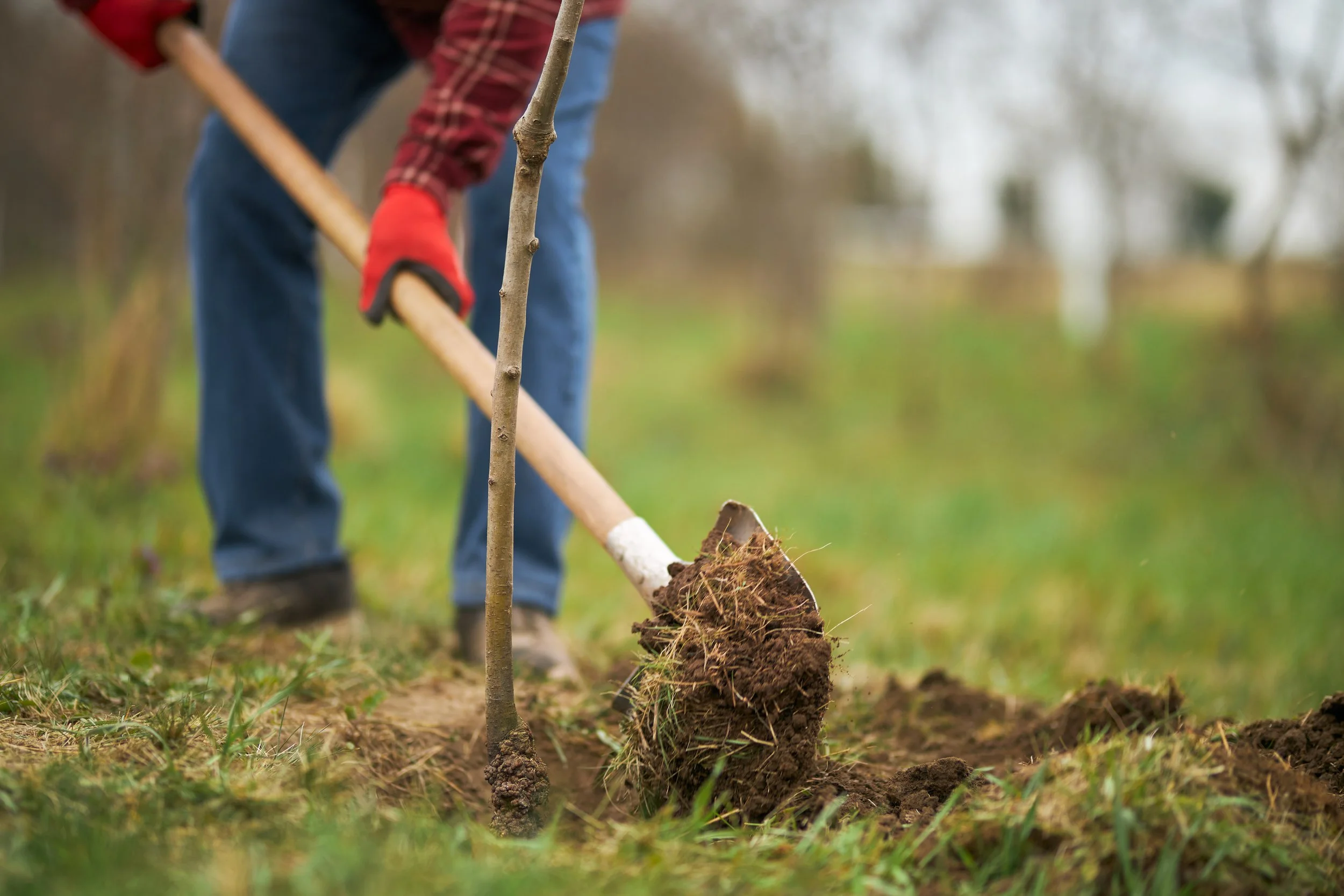 Plantingtree Planting a Tree the Right Way — Innisfree Garden