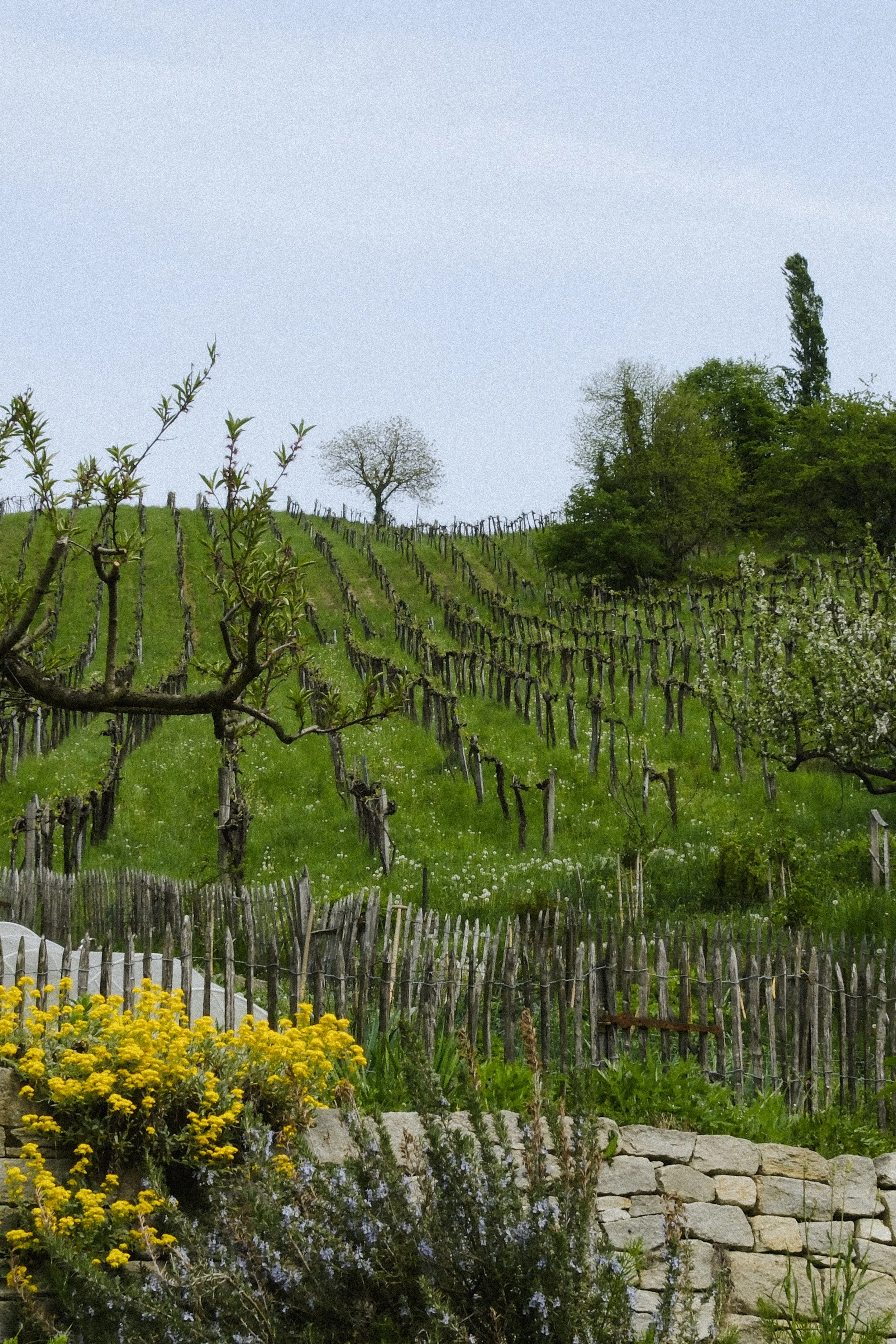 2026.05_KimPham_Werlitsch-6.jpg