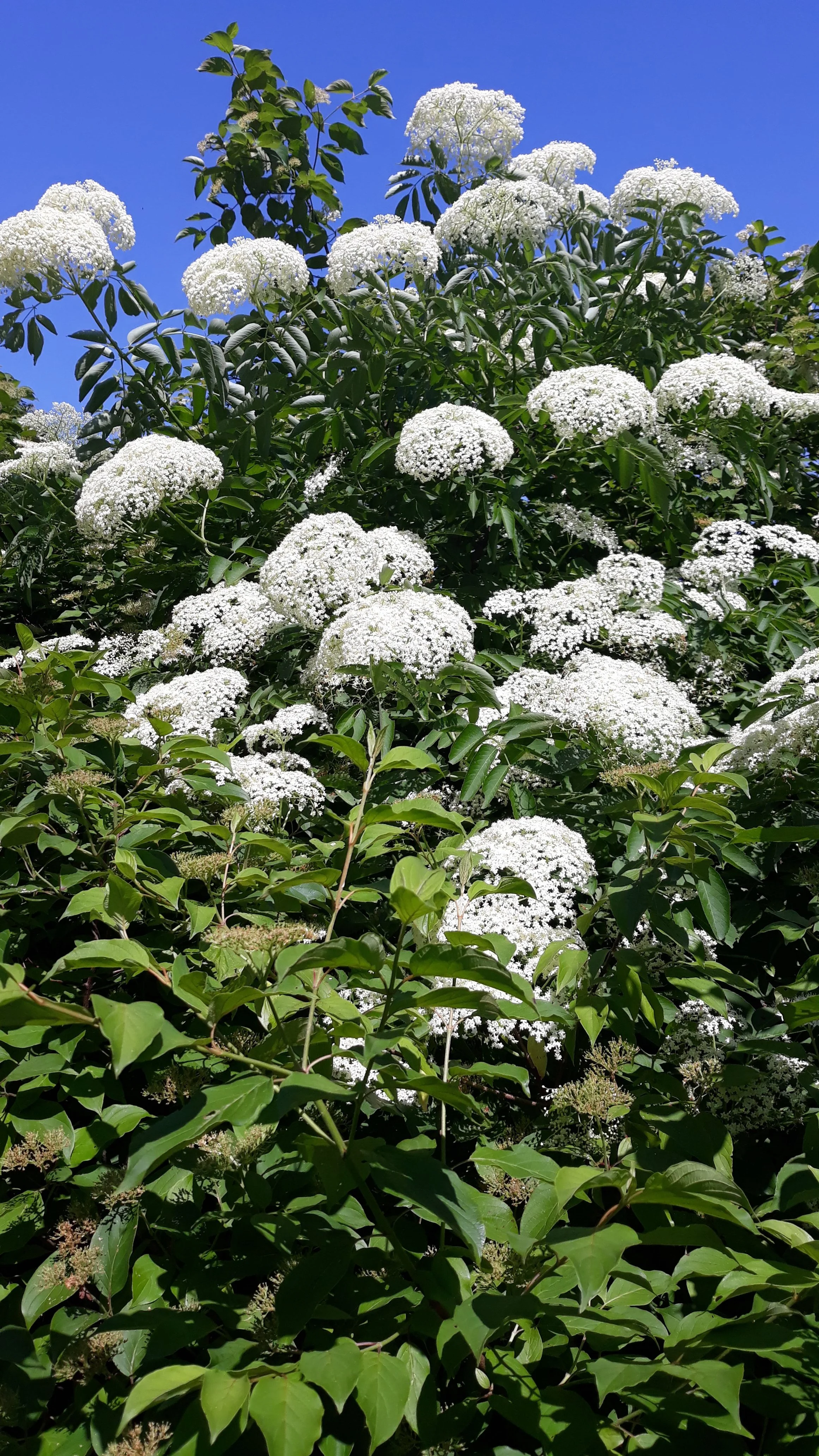 Elderflower Honey Workshop!