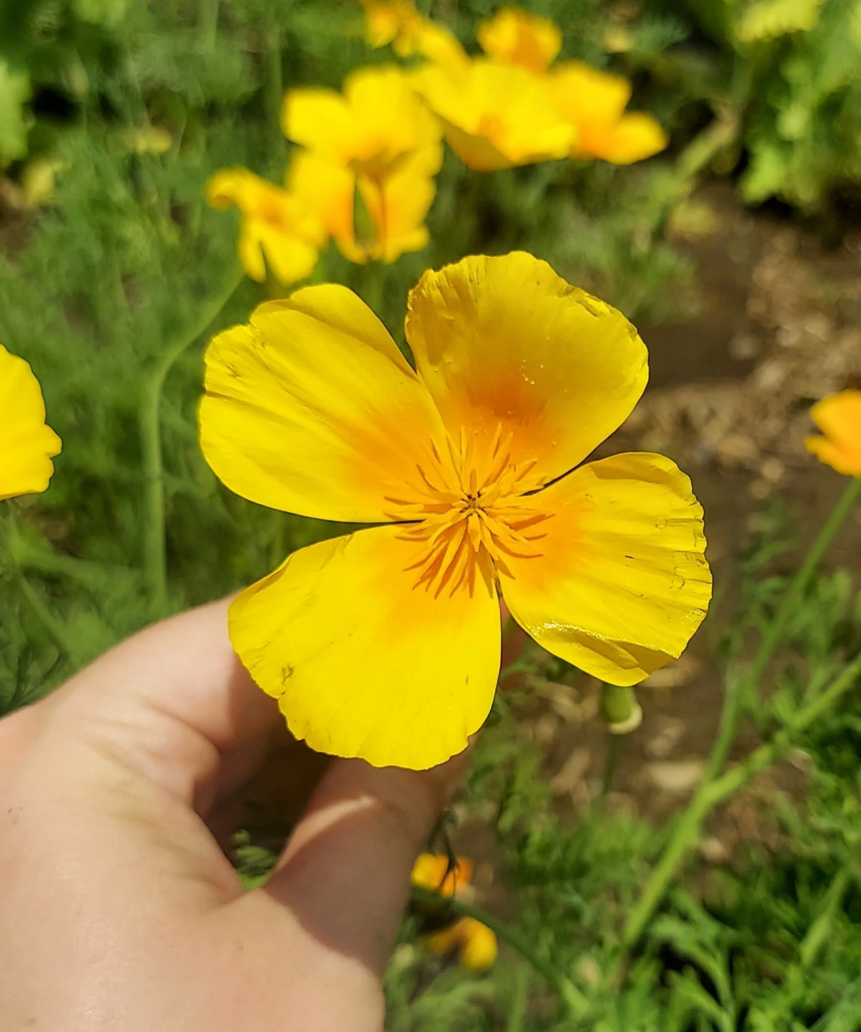 Herbal Nervines for Chaotic Times 