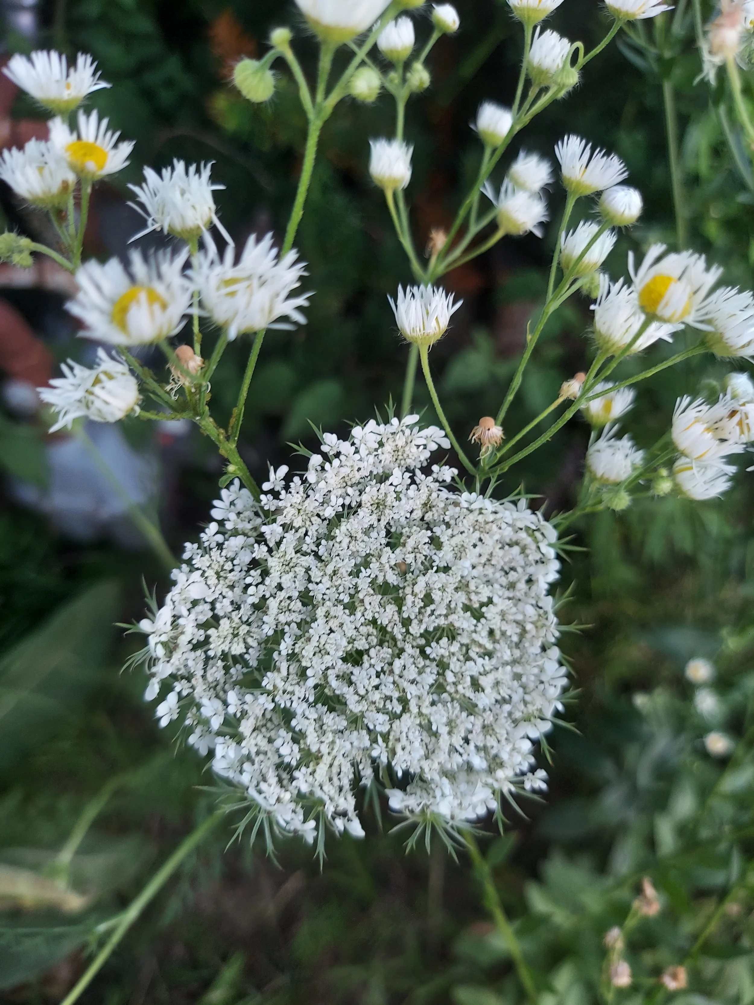 Why “Leaf Song” Herbs?