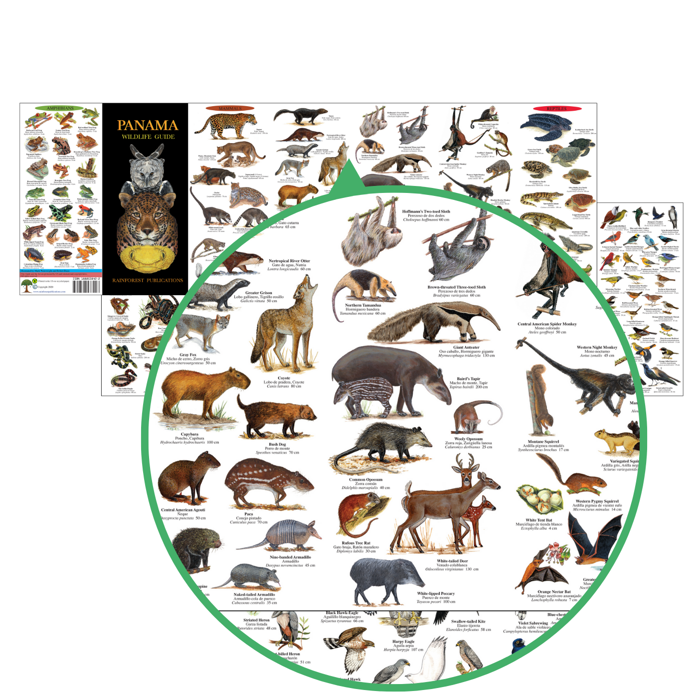 Panama Wildlife Guide.png