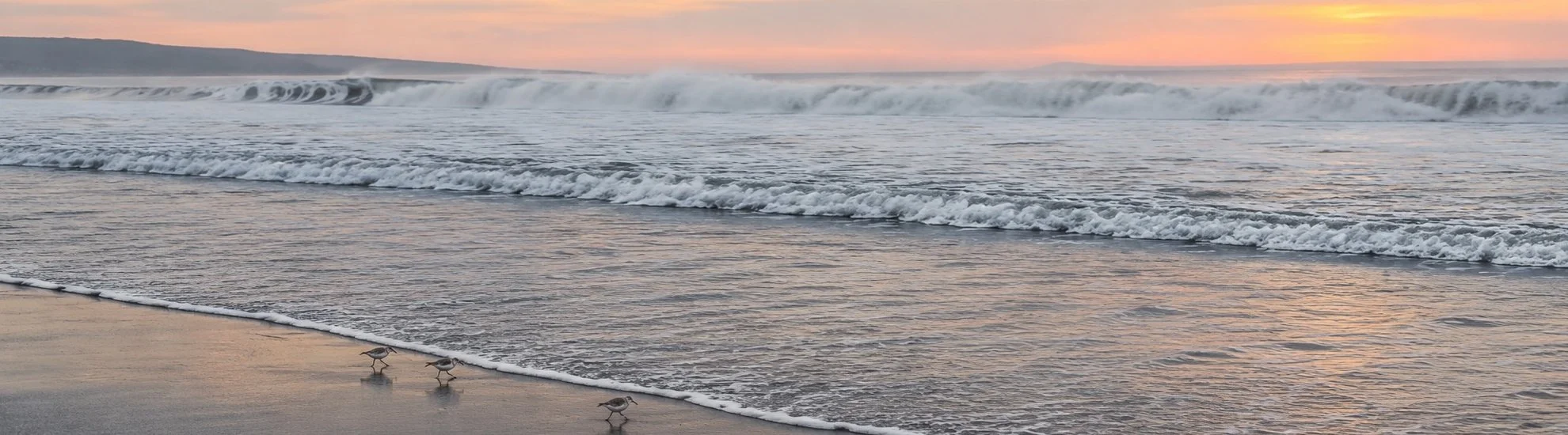 Shorebirds along the California coast