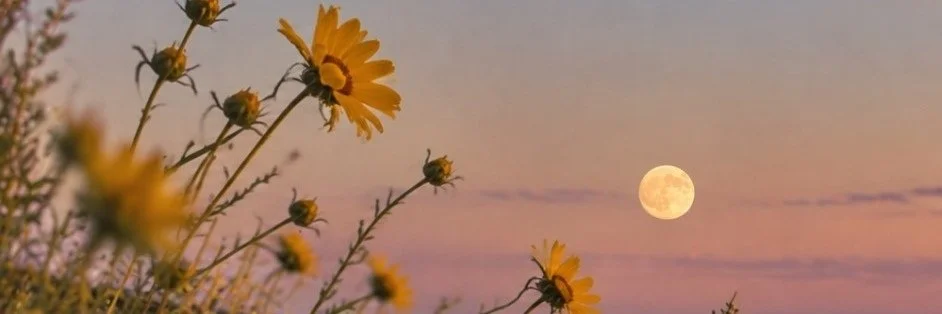 Wildflowers and moon at dusk