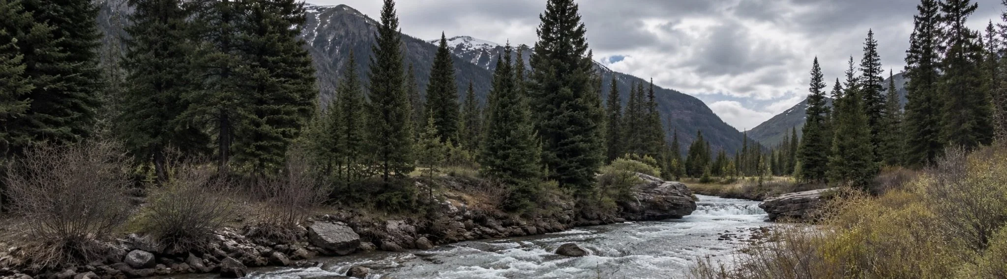 Mountain river flowing through an evergreen forest