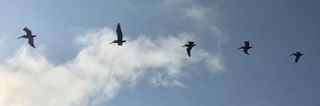 Birds flying across a blue and cloudy sky