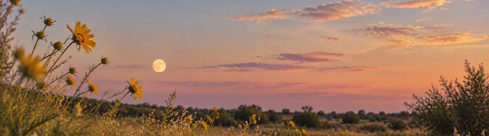 Wildflowers and moon over a meadow at dusk