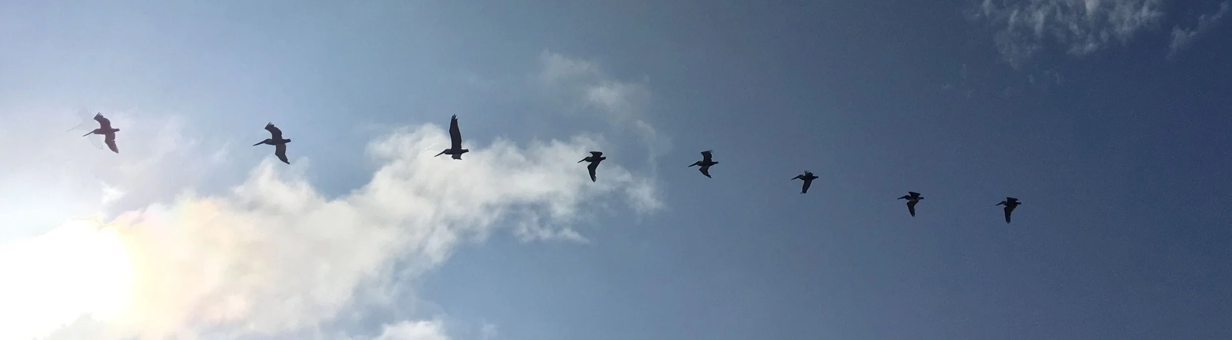 Birds flying across a cloudy sky