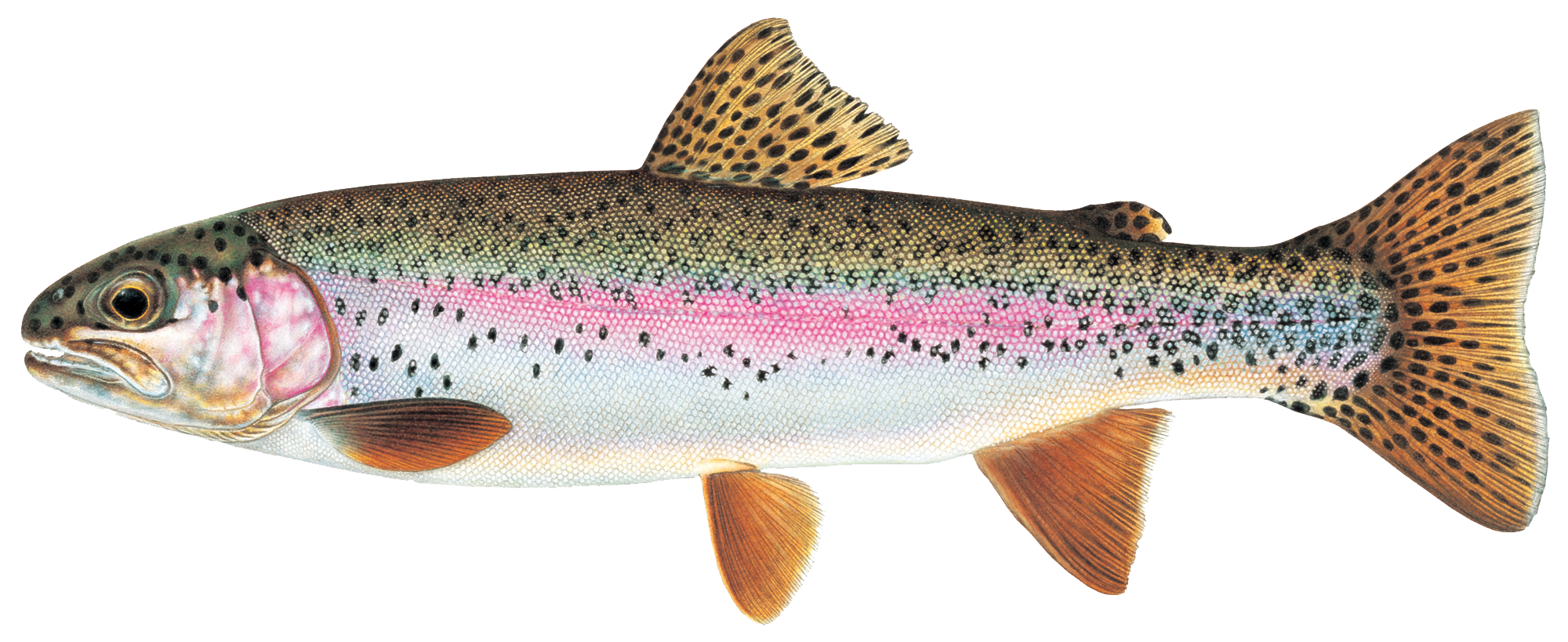 Fish In Idaho Top 10 Fish to Catch in Idaho — Go Fish Idaho