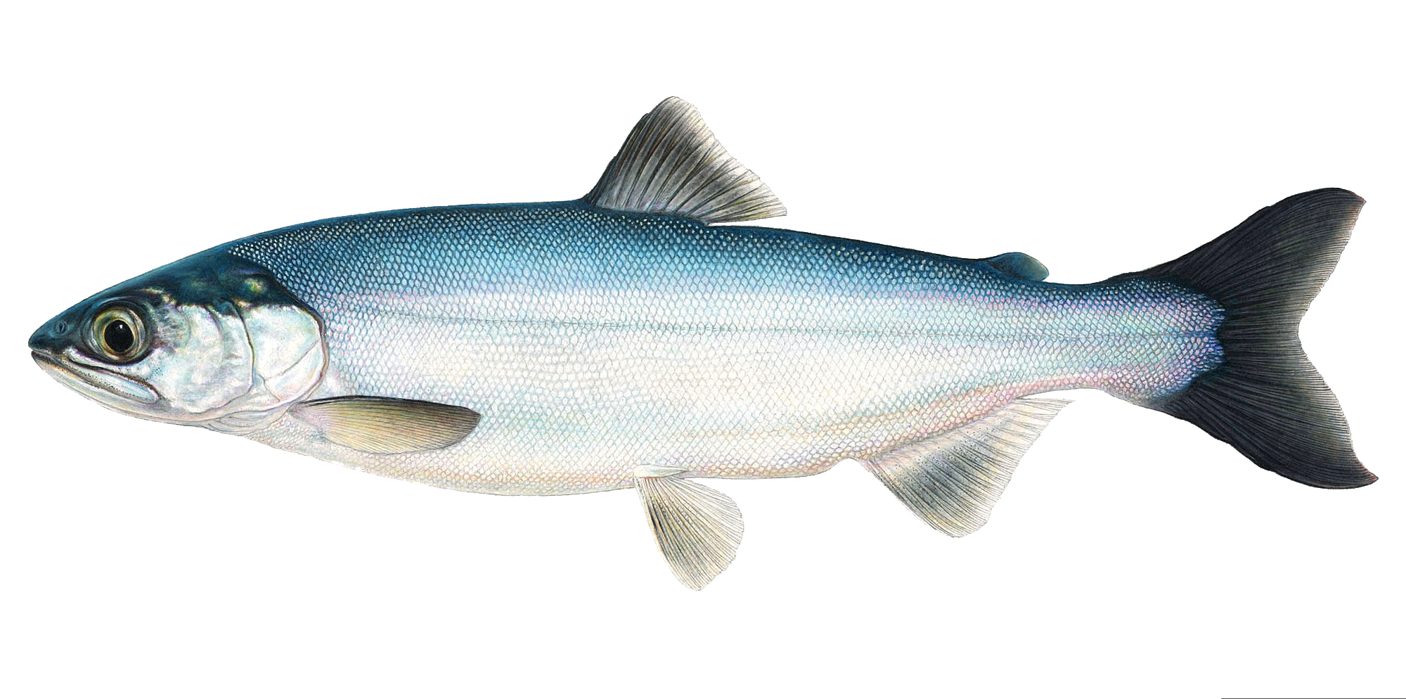 Top 10 Fish to Catch in Idaho — Go Fish Idaho