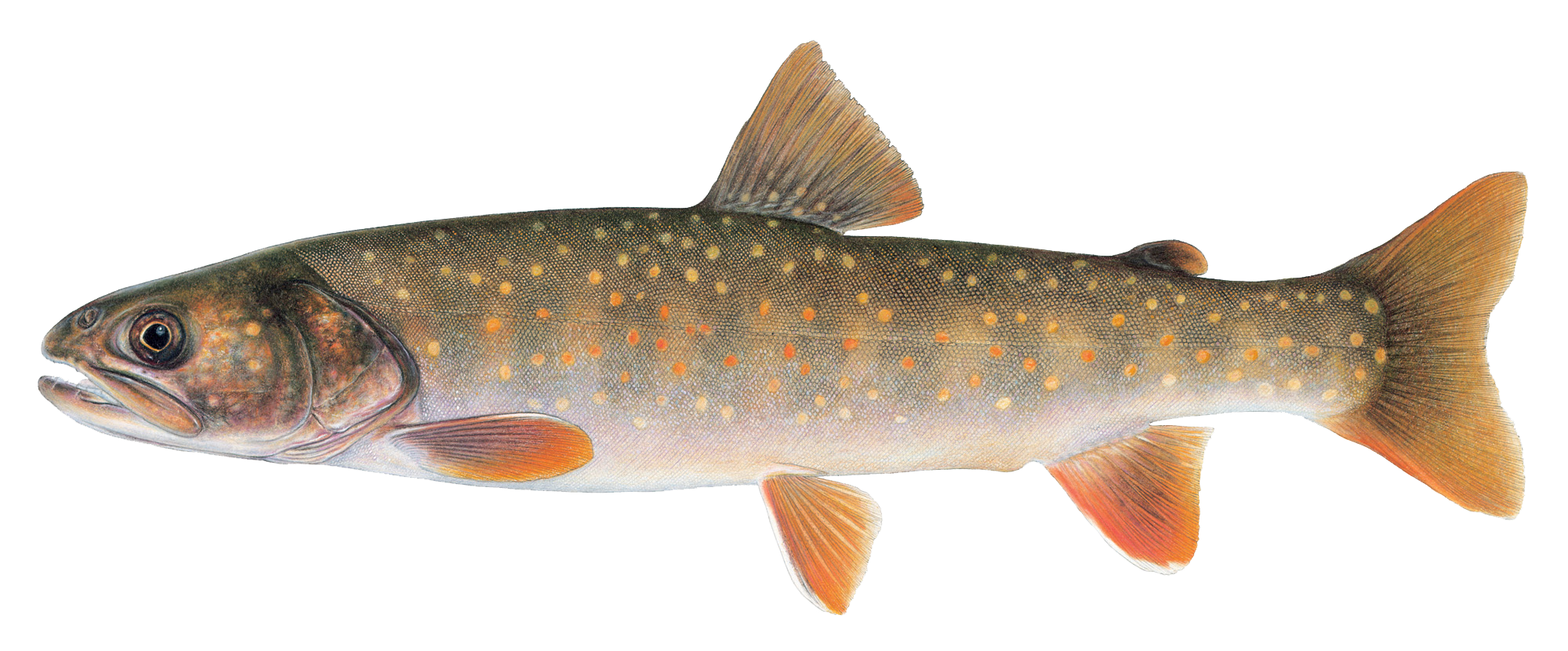 Top 10 Fish to Catch in Idaho — Go Fish Idaho