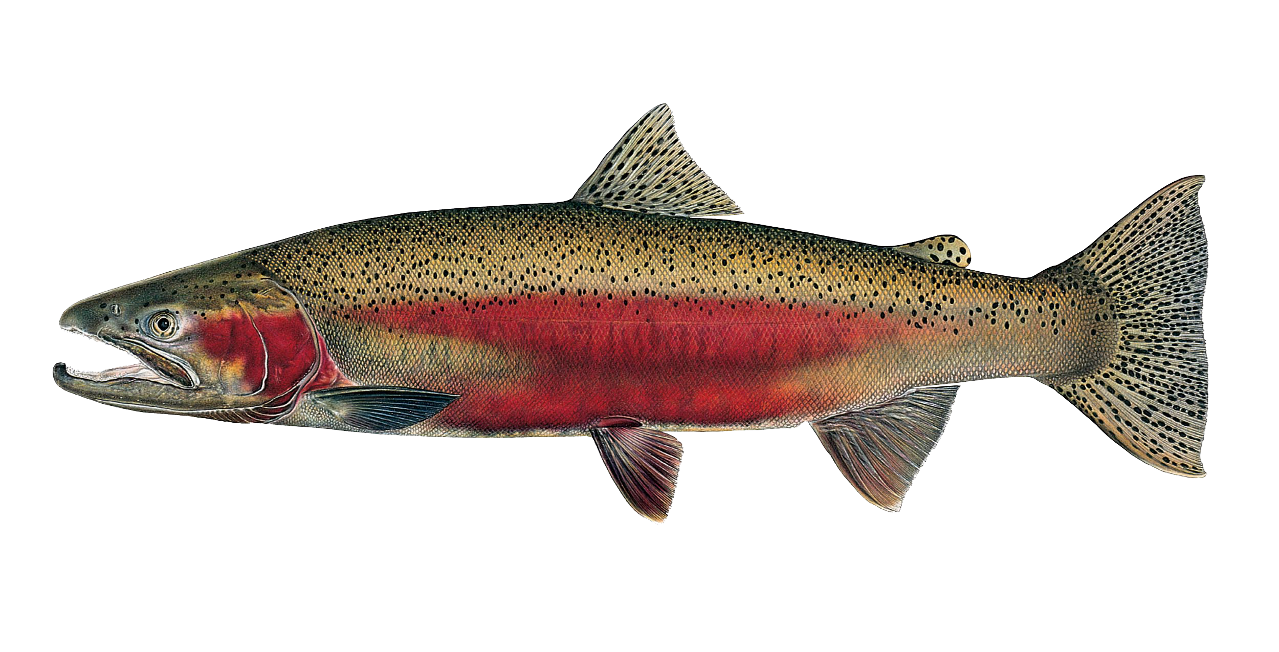 Fish In Idaho Idaho State Fish Idaho State Trout Card – The World's Most Elusive