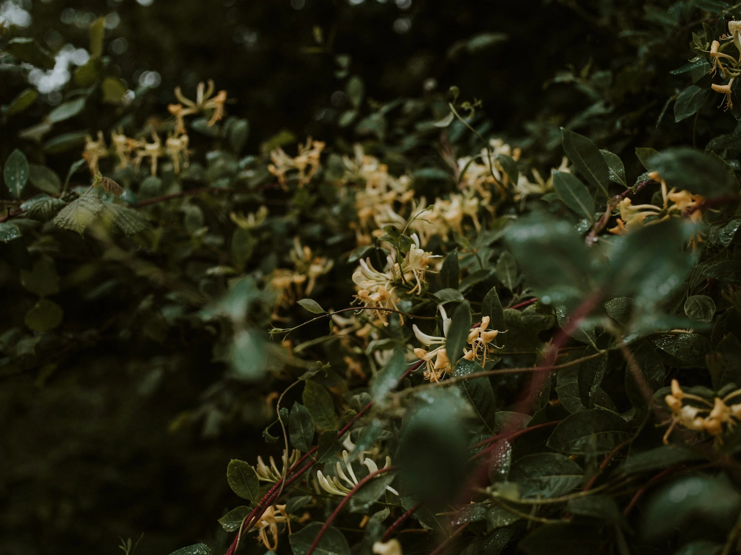 Close-up of Japanese honeysuckle plant with small yellowish-white flowers.