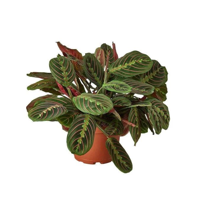 Maranta Red Prayer The ZEN Succulent4 (1).jpg