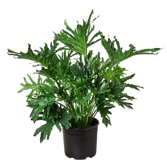 Philodendron Lickety Split Houseplant