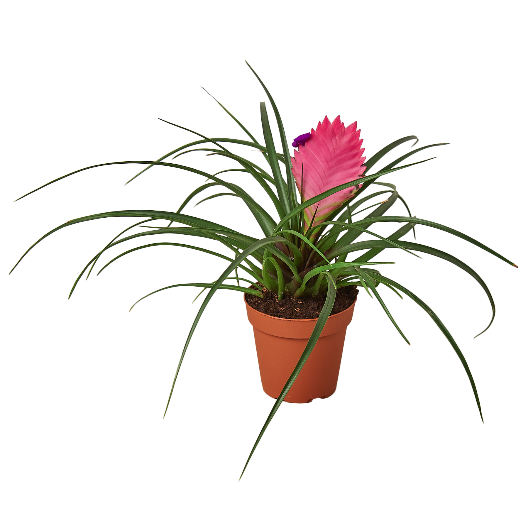 Spiral 'Fibonacci' Cactus Houseplant — The Zen Succulent Low