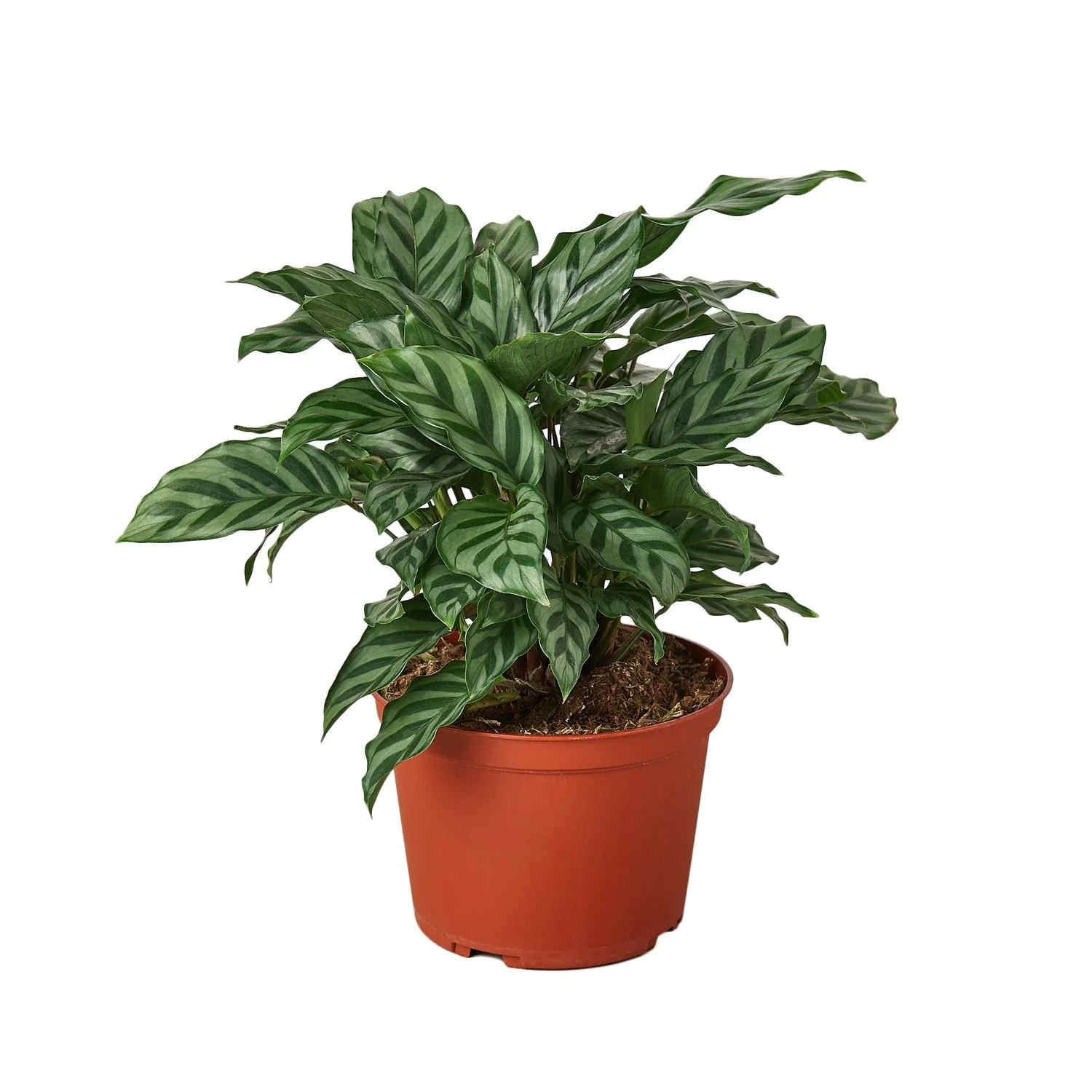 dracena ingrijire Dracaena Marginata Drachenbaum Zimmerpflanze 21cm 100cm kaufen