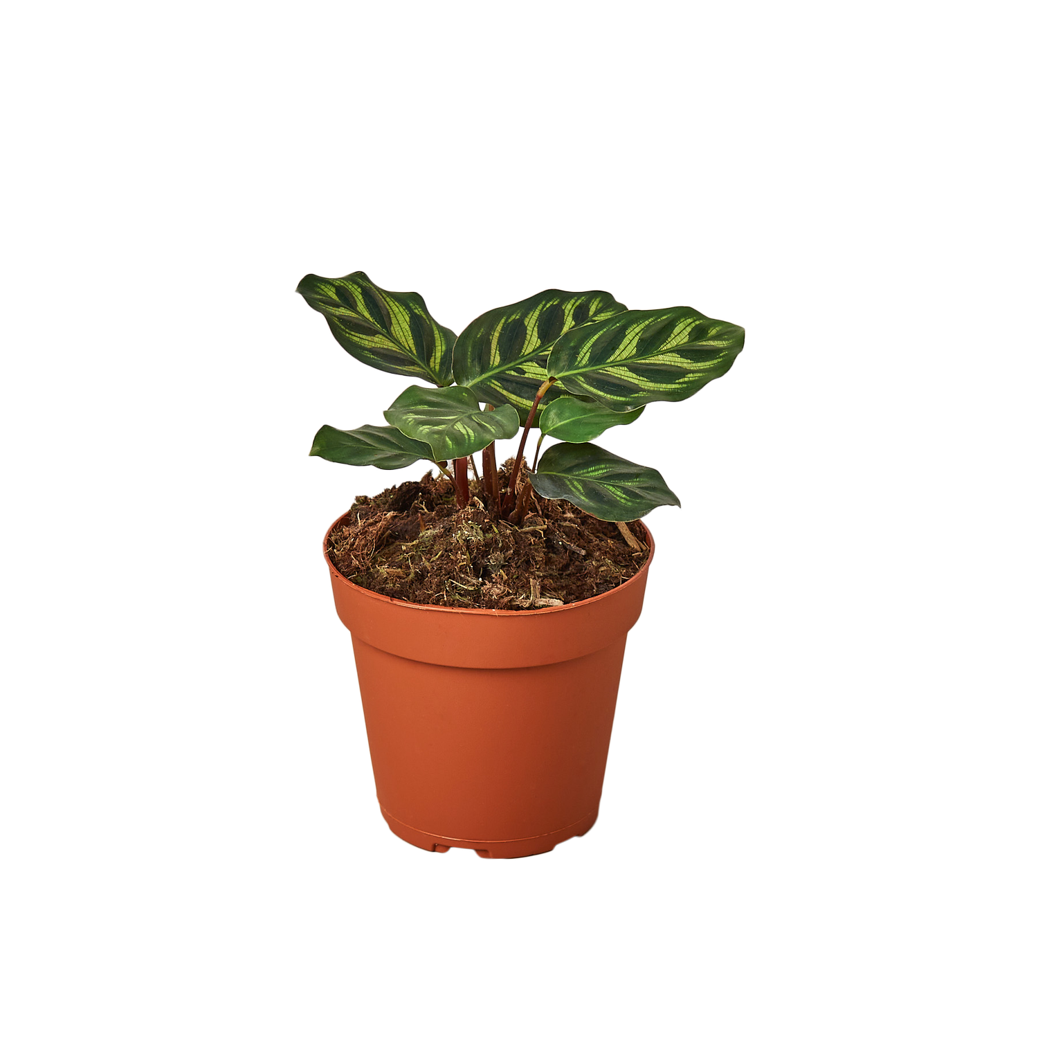 Calathea Makoyana Houseplant  The Zen Succulent | Low Maintenance Greenery  At Your Doorstep