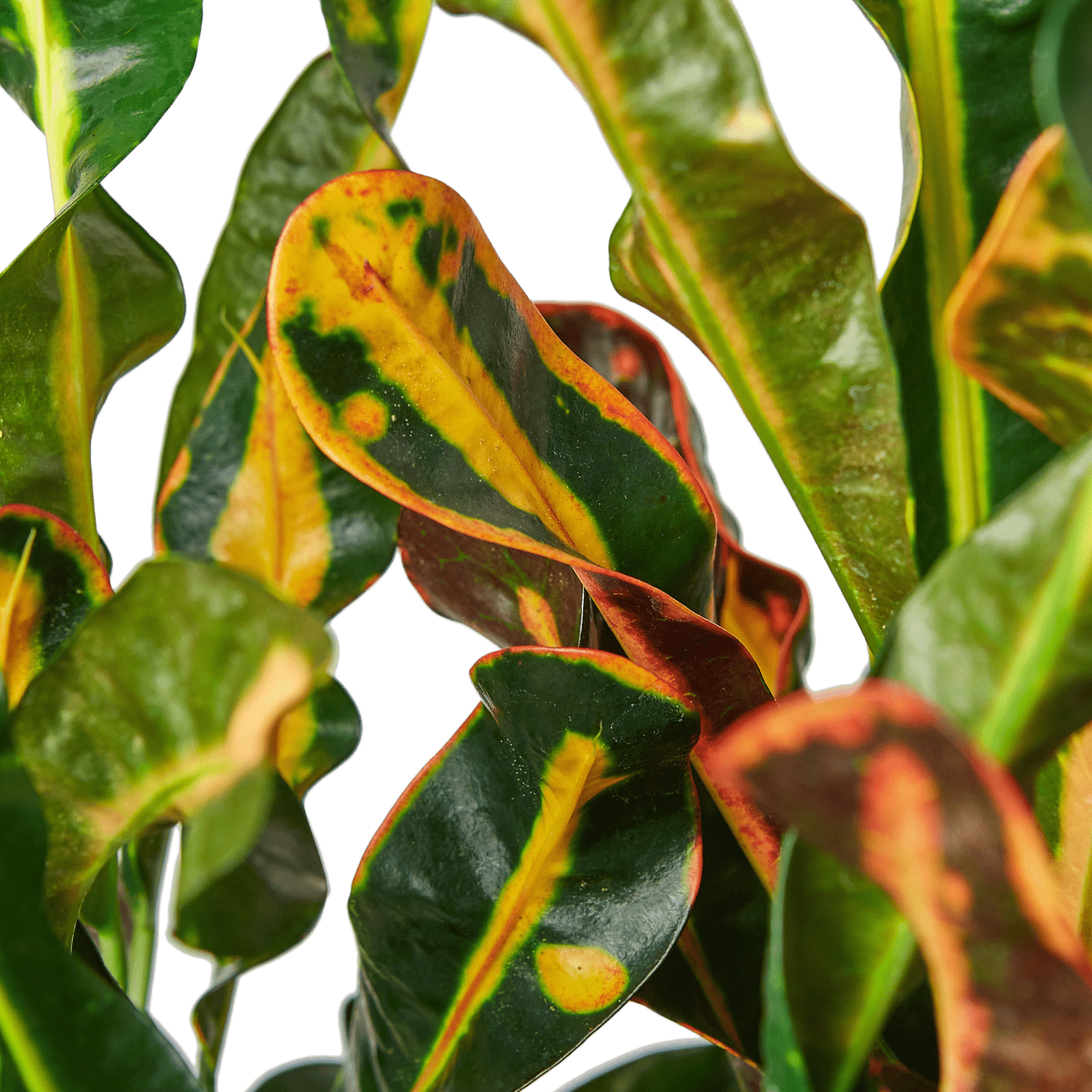 Croton 'Mammy' Houseplant  The Zen Succulent | Low Maintenance Greenery At  Your Doorstep