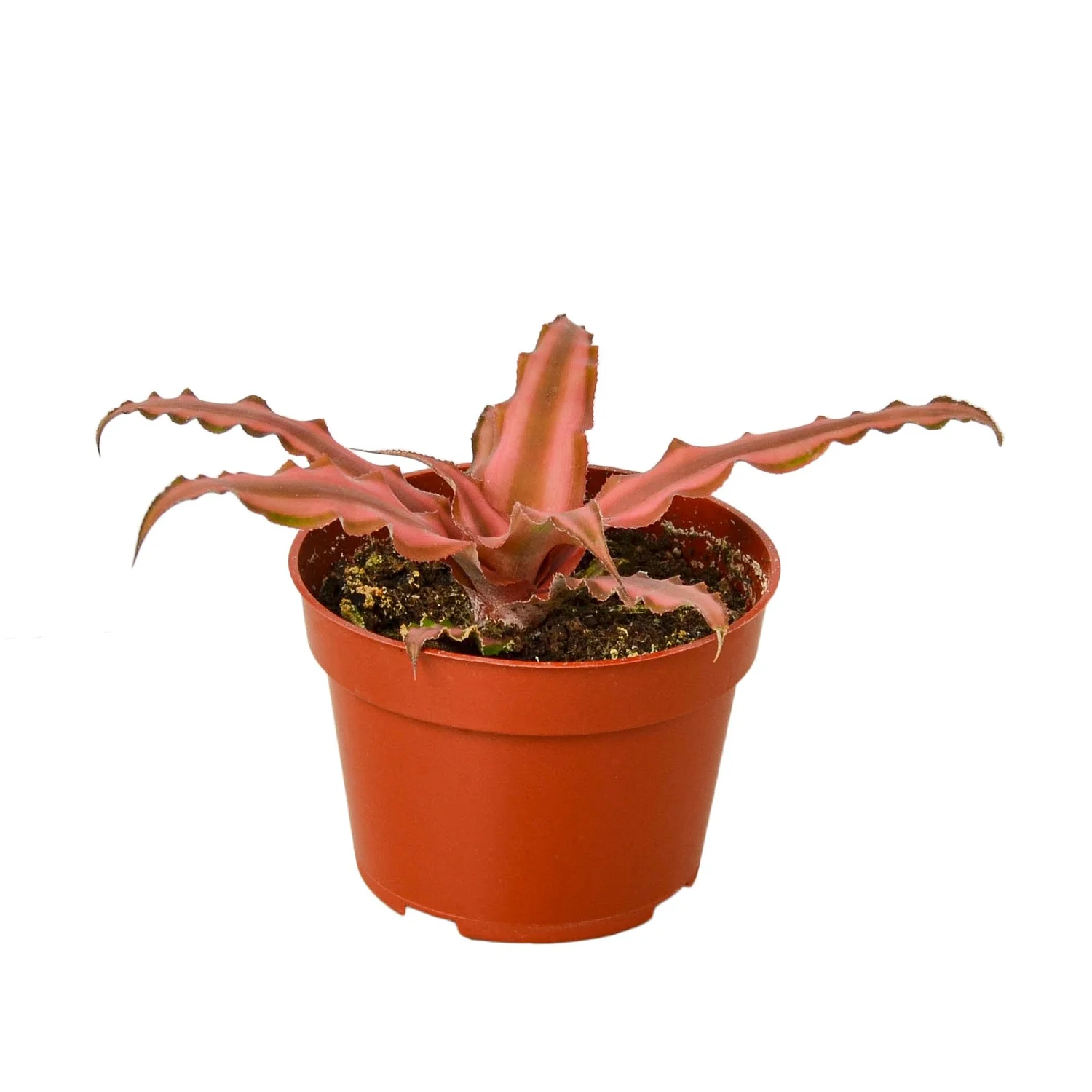 wie dünge ich olivenbäume Olivenbaum Dünger von Flora Boost