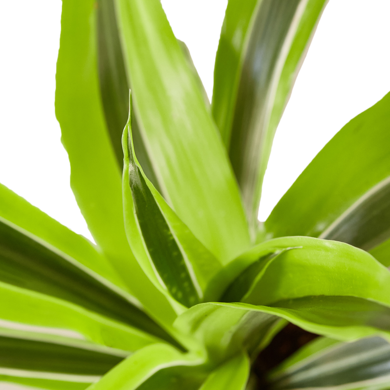 Dracaena Lemon Surprise Houseplant  The Zen Succulent | Low Maintenance  Greenery At Your Doorstep
