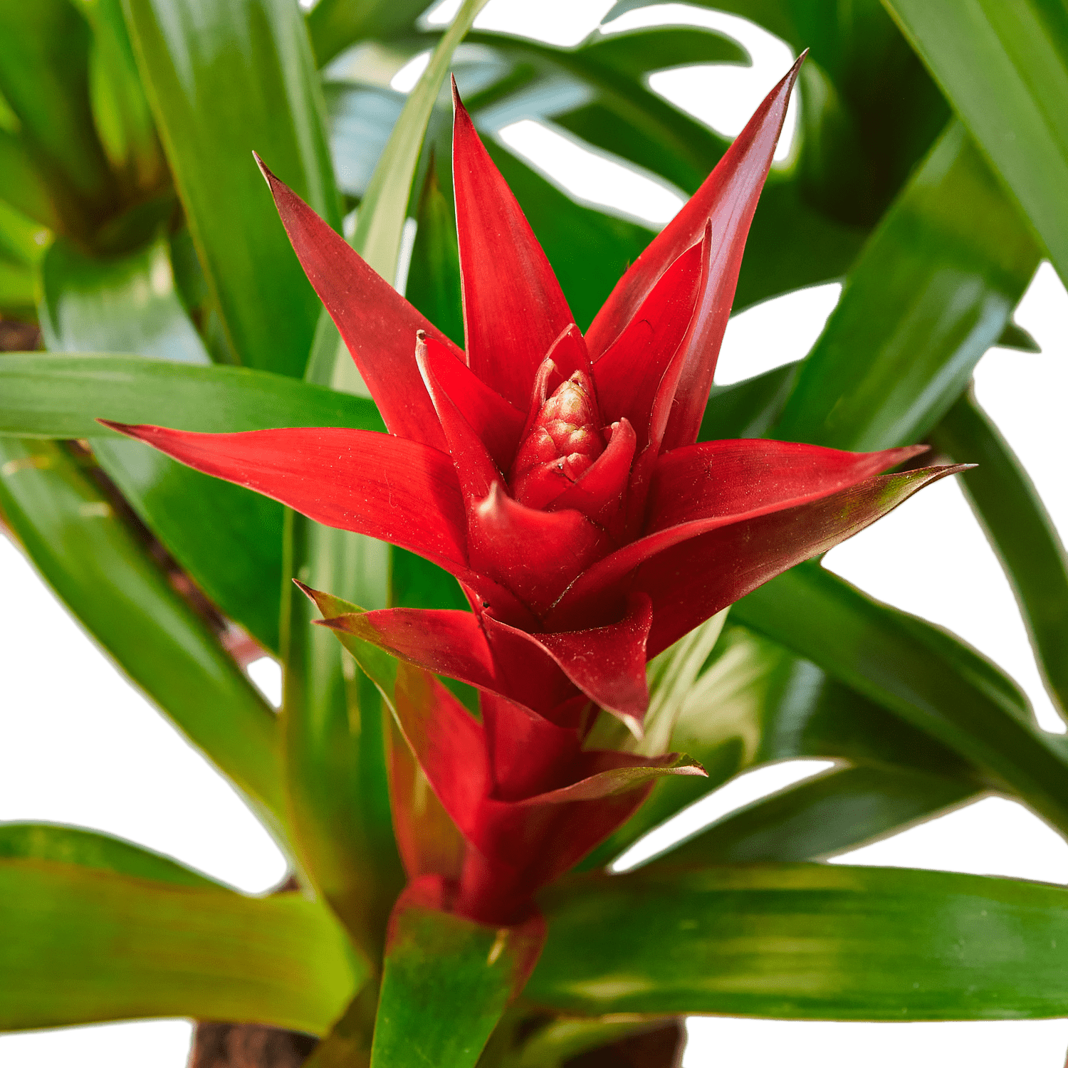 Guzmania Bromeliad 'Red' Easy Going Houseplant  The Zen Succulent | Low  Maintenance Greenery At Your Doorstep