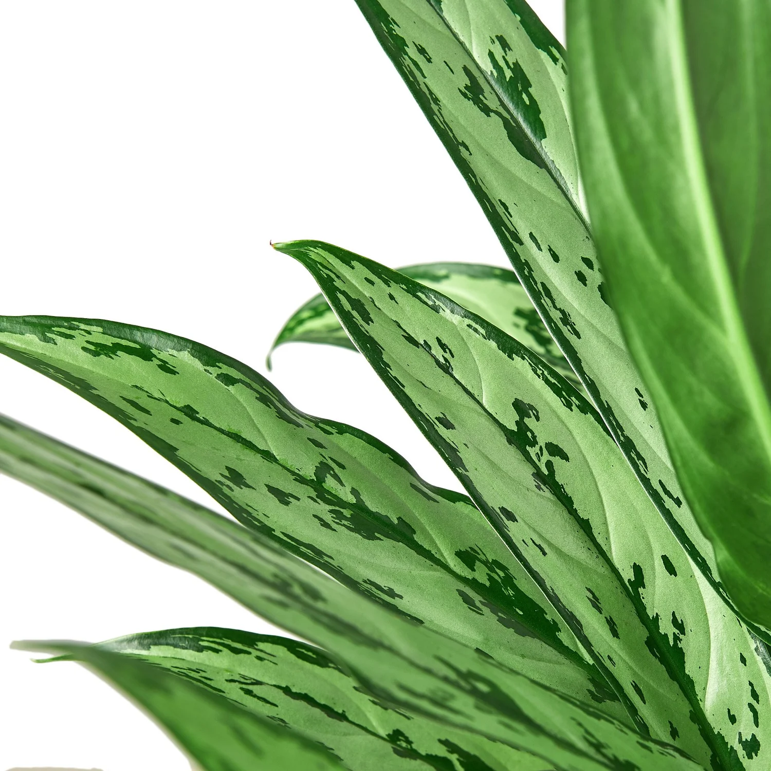 dracaena masoniana Dracaena masoniana 'Dragon' – Net-Marked Whale Fin Form