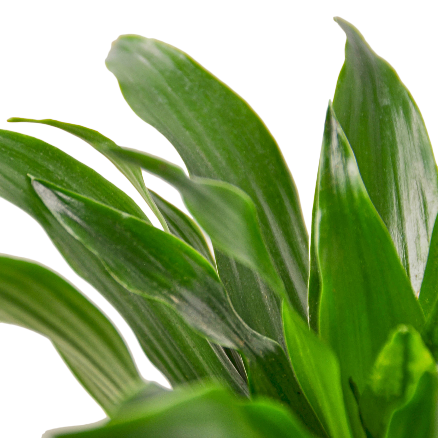 Dracaena 'Janet Craig' Houseplant  The Zen Succulent | Low Maintenance  Greenery At Your Doorstep