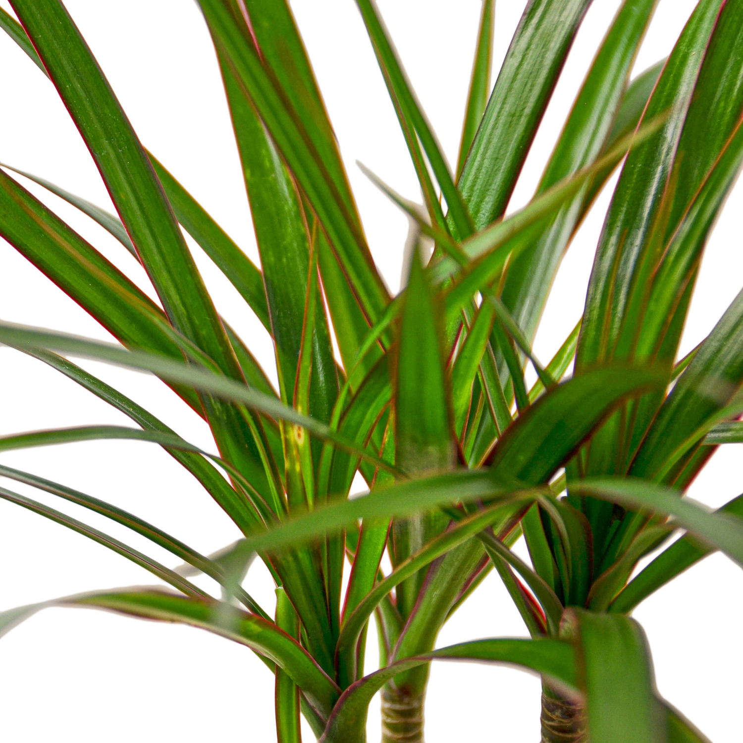 Dracaena 'Marginata Cane' Houseplant  The Zen Succulent | Low Maintenance  Greenery At Your Doorstep