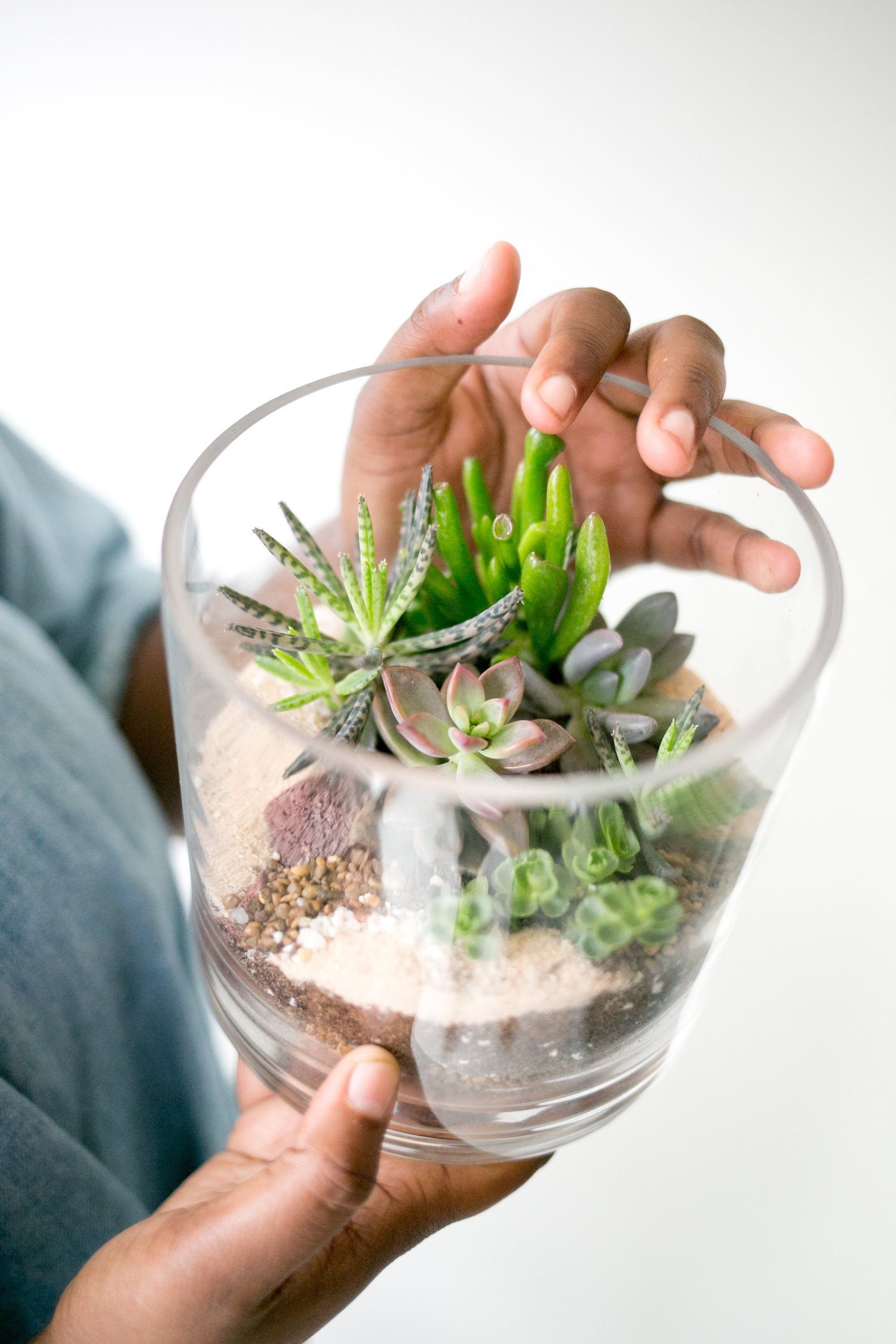 Premium Photo  Mini succulent garden in glass terrarium on