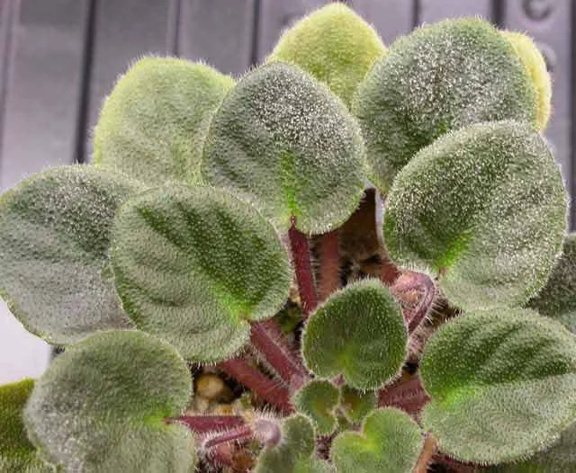 Powdery mildew a shown on an African violet. Photo courtesy of Purdue Agriculture.