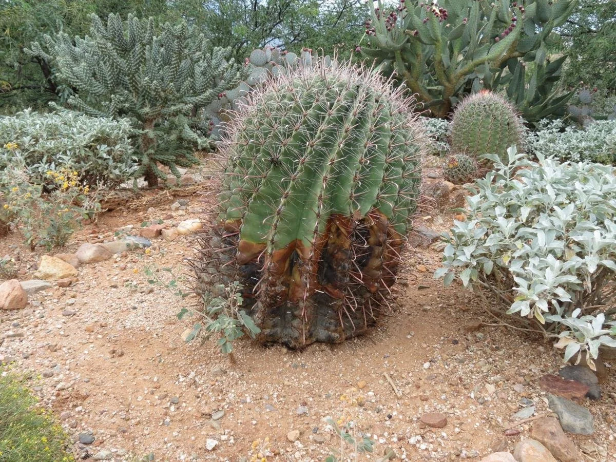 Basal rot on a barrel cactus. Image courtesy of Arizona Daily Star.