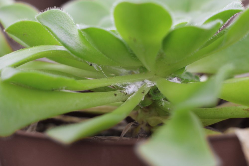 Fungus Gnats: How To Destroy These Plant Pests - Epic Gardening