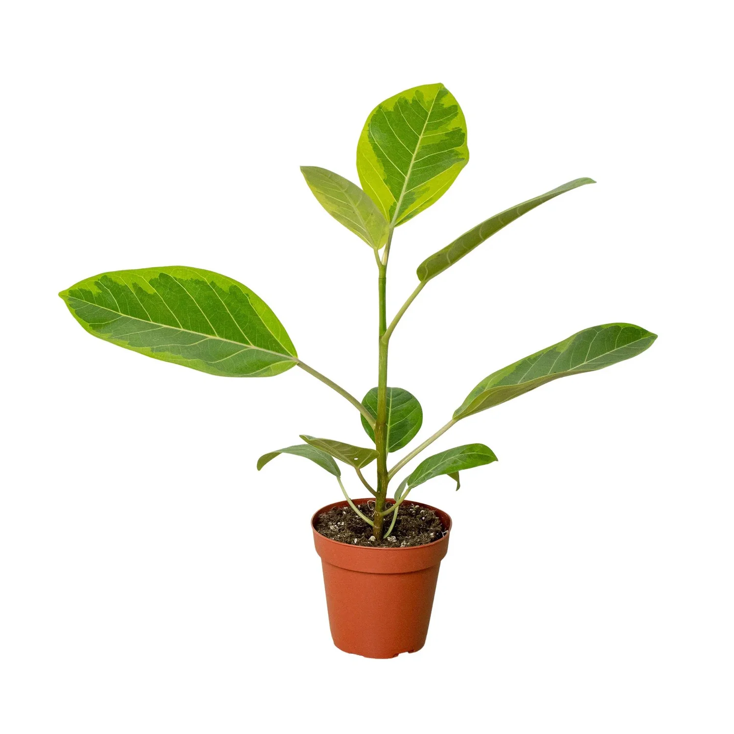 best artificial plants for indoors Tropical Artificial Plant – Articture main image 0
