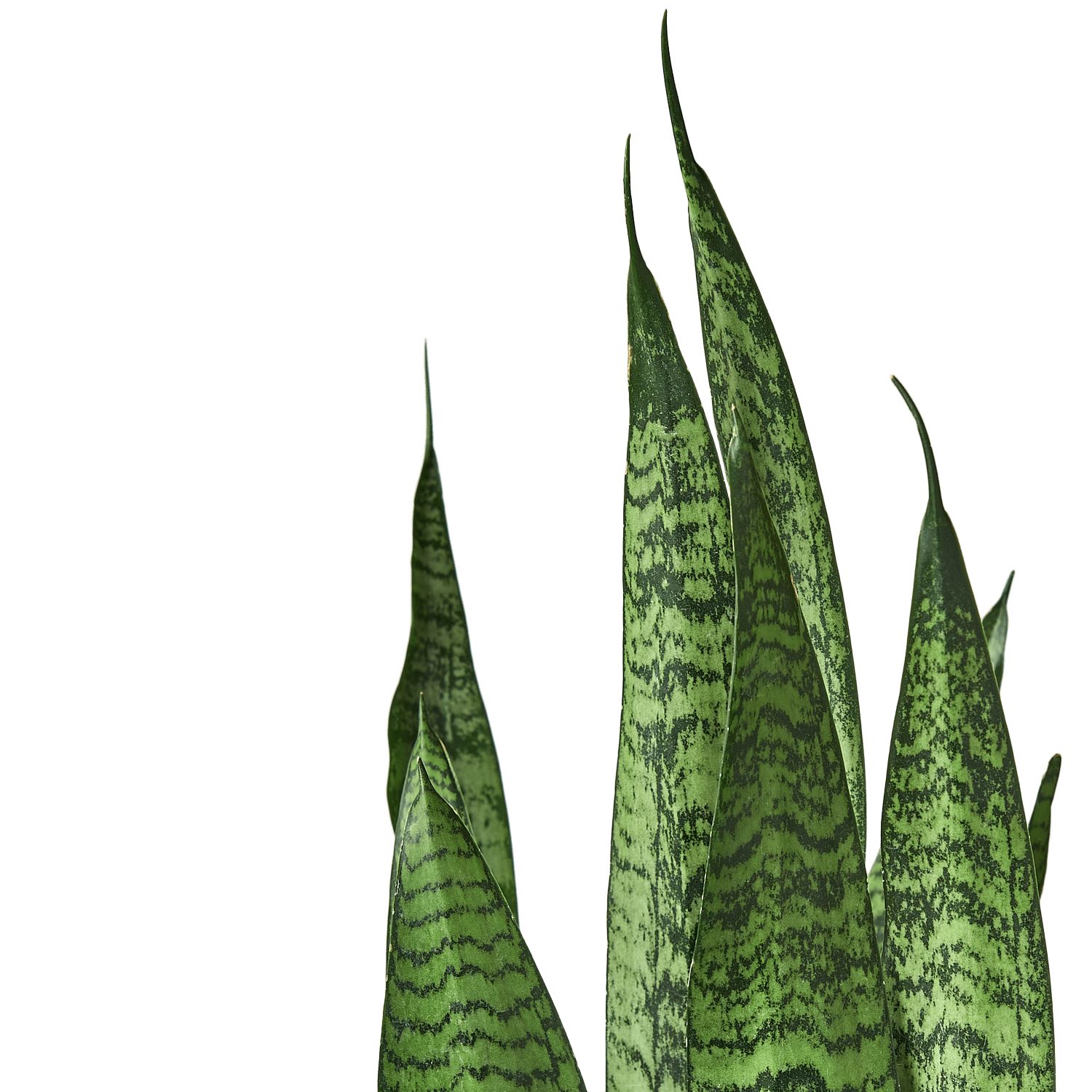artificial basil plant Basil Bundle (artificial)  Bog Road Designs