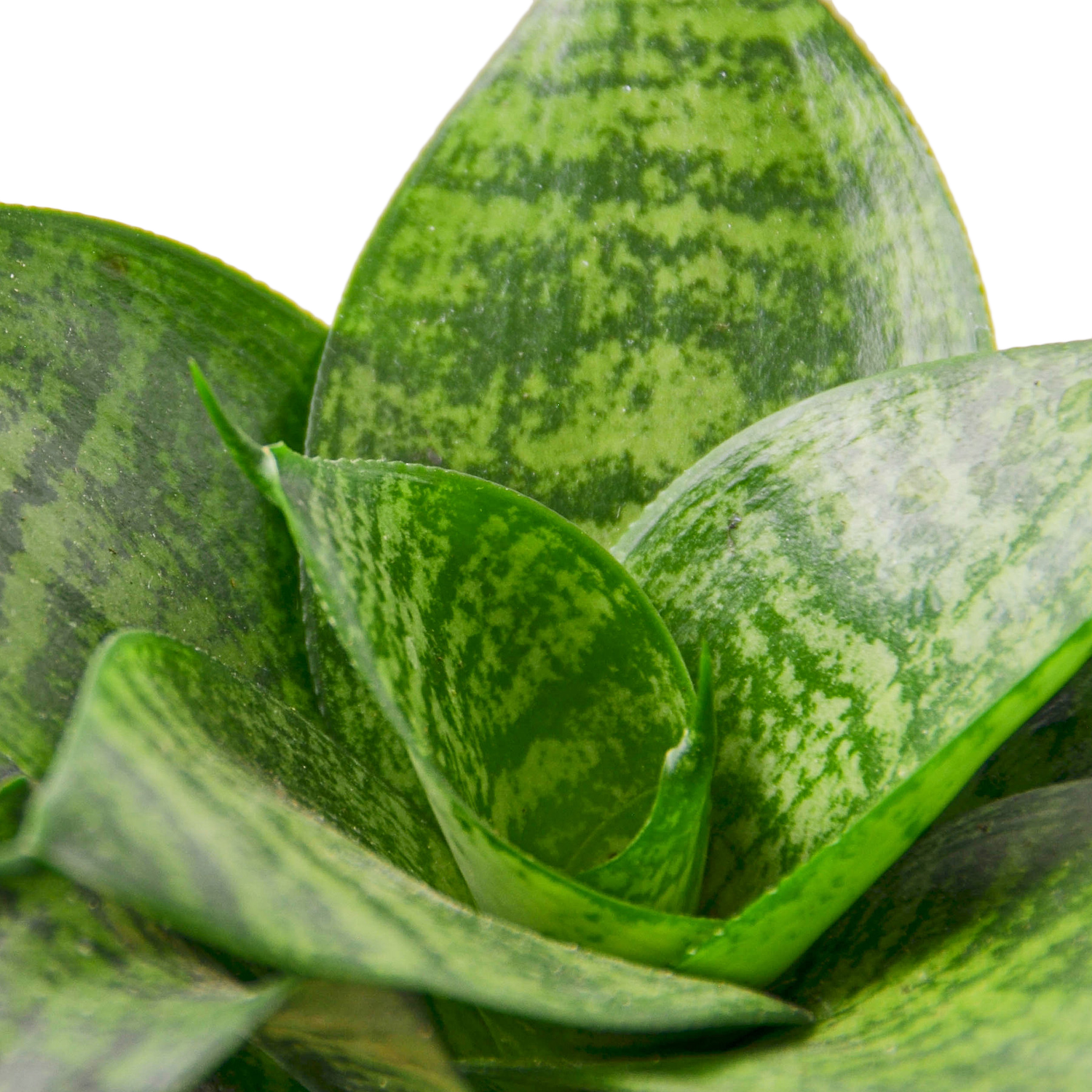 Buy A ansevieria Snake Plant 'Robusta' Houseplant From The ZEN Succulent   The Zen Succulent | Low Maintenance Greenery At Your Doorstep