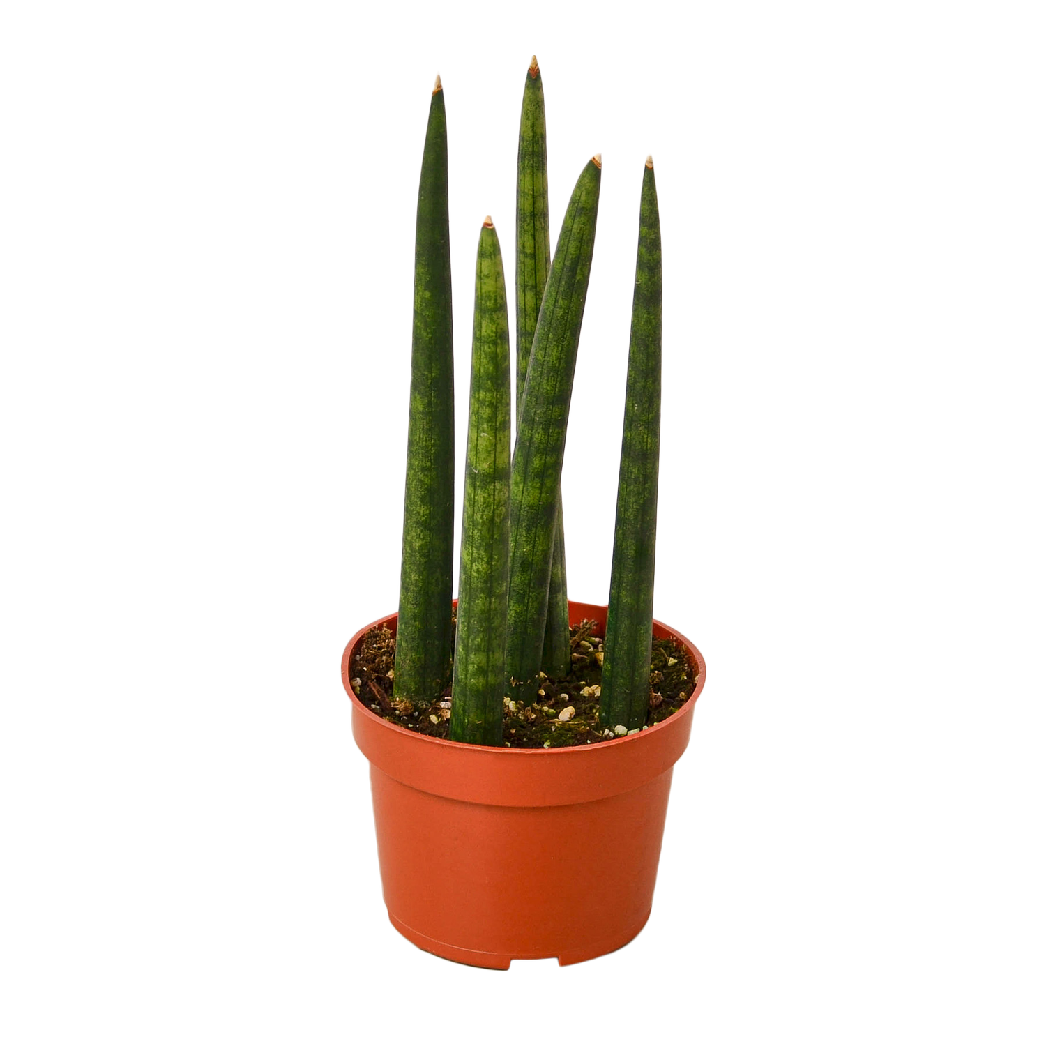 surculosa dracaena Dracaena surculosa 'Florida Beauty' main image 1