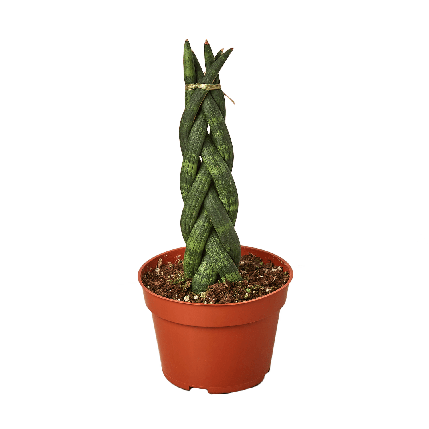 thuja can can Treehugger Can Sleeve – ThujaVT