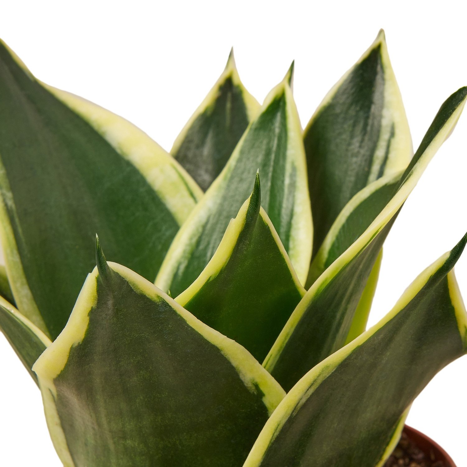bulk succulents for sale Cuttings main image 1