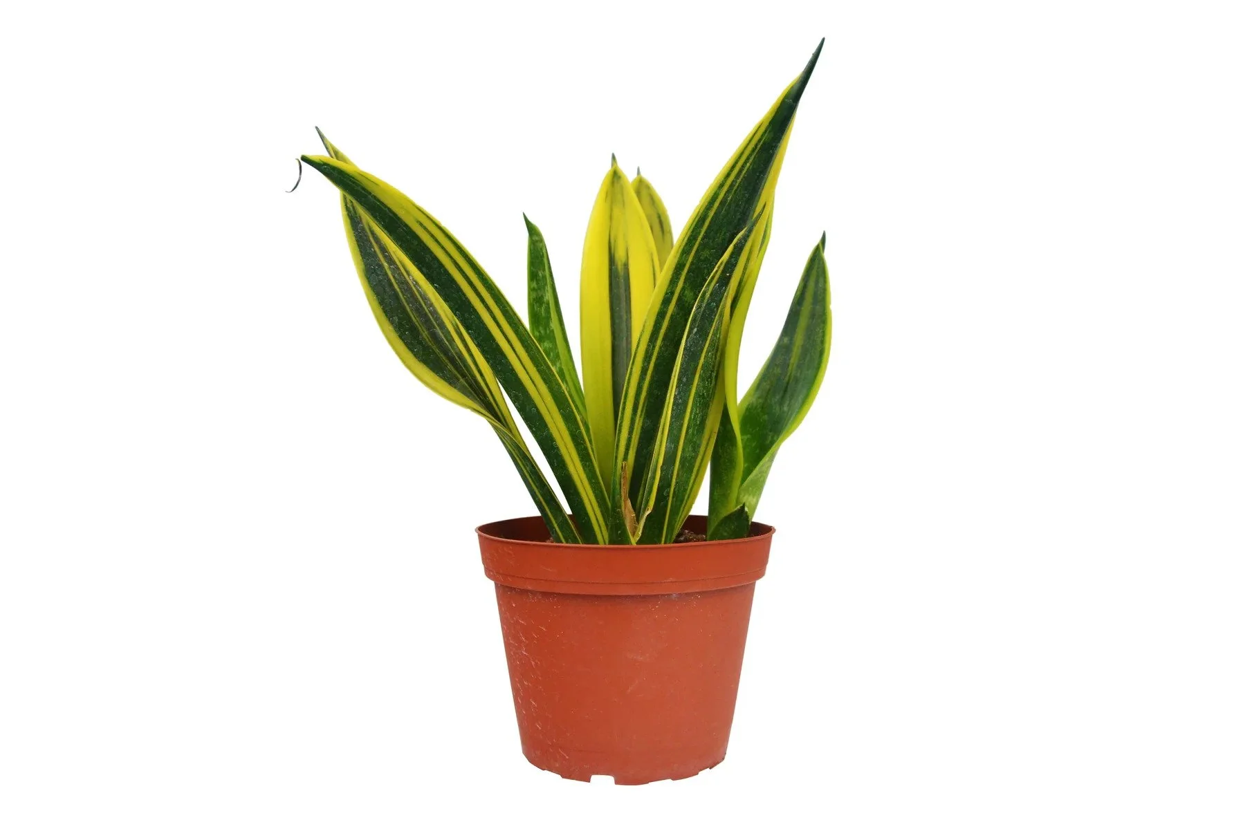 Buy A Sansevieria Snake Plant 'Gold Flame' Houseplant From The ZEN