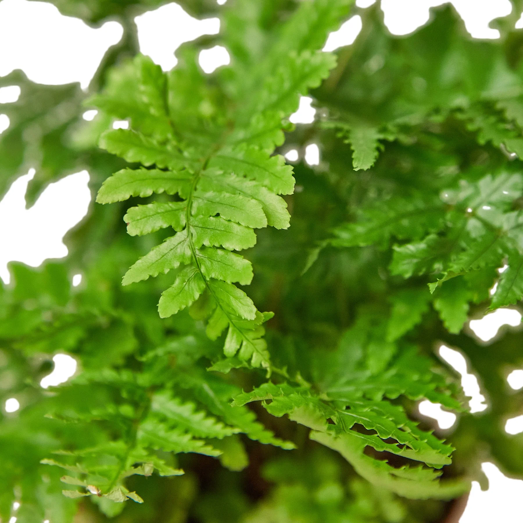 Invasive Plants: A Threat to Our Ecosystems — The Zen Succulent | Low ...