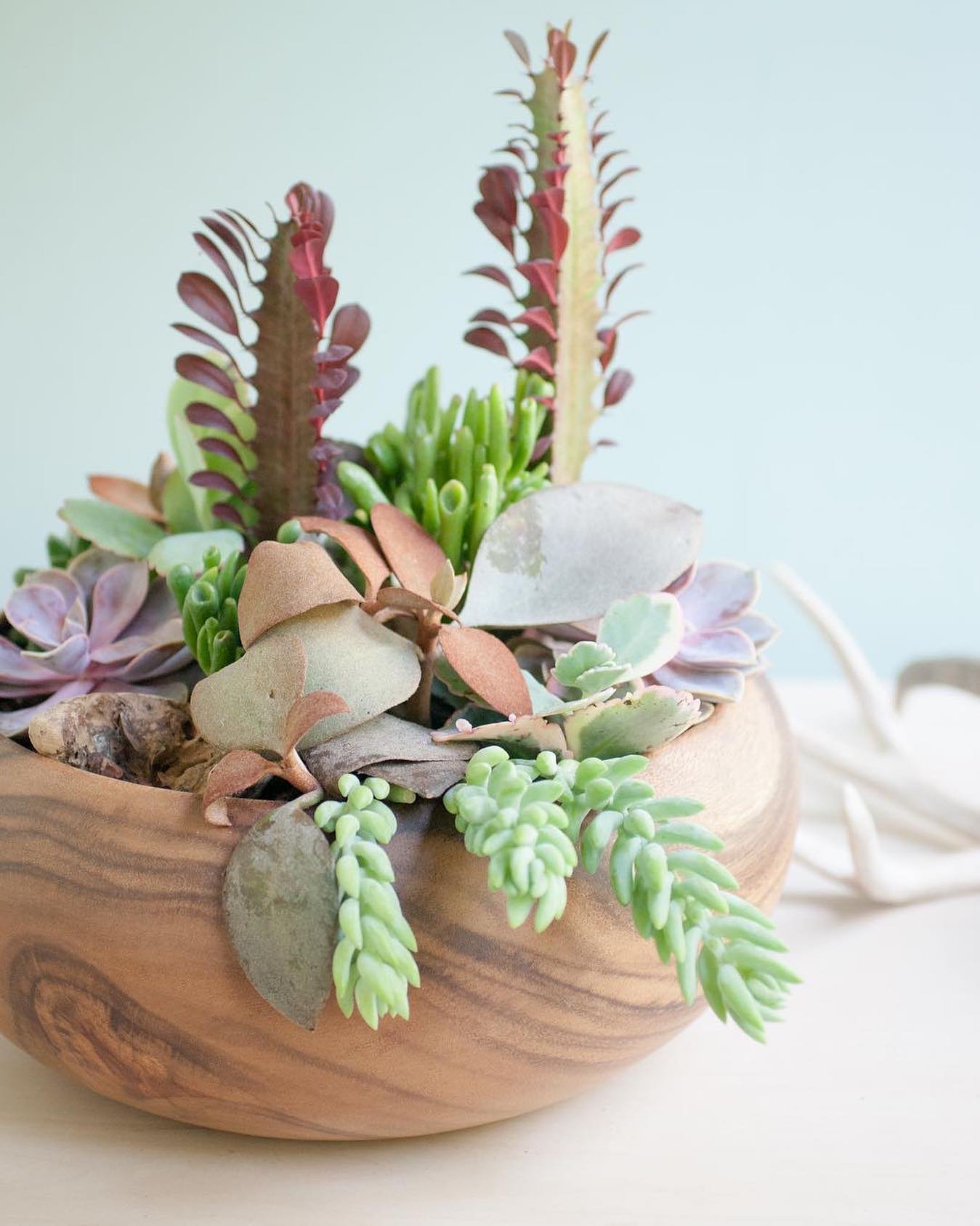 Flipping through some diy succulent projects from our 2014 terrarium book 'Modern Terrarium Studio'. Inspiration is everywhere, even in the pages of past projects..jpg