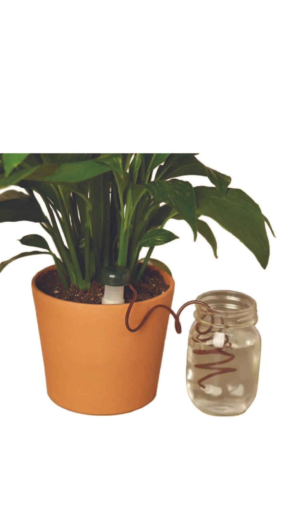Automatic Plant Waterer  The Zen Succulent | Low Maintenance Greenery At  Your Doorstep