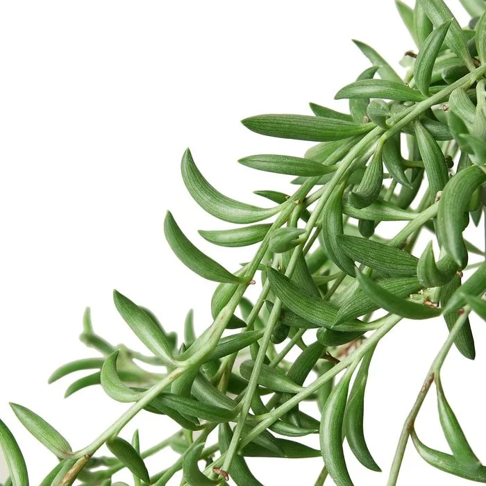 String Greenery Plant Spotlight of the Week: String of Bananas — The Zen Succulent ...