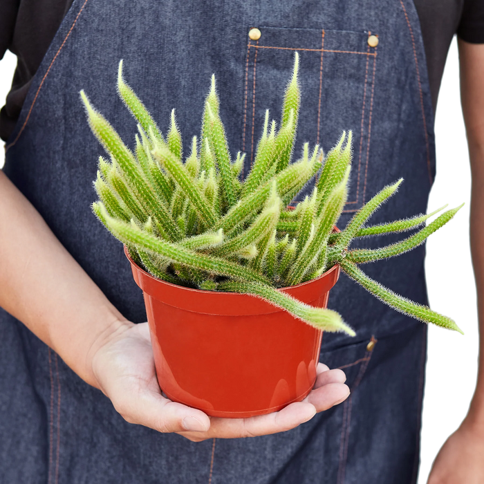 Rat Tail Cactus Plant  The Zen Succulent | Low Maintenance Greenery At  Your Doorstep