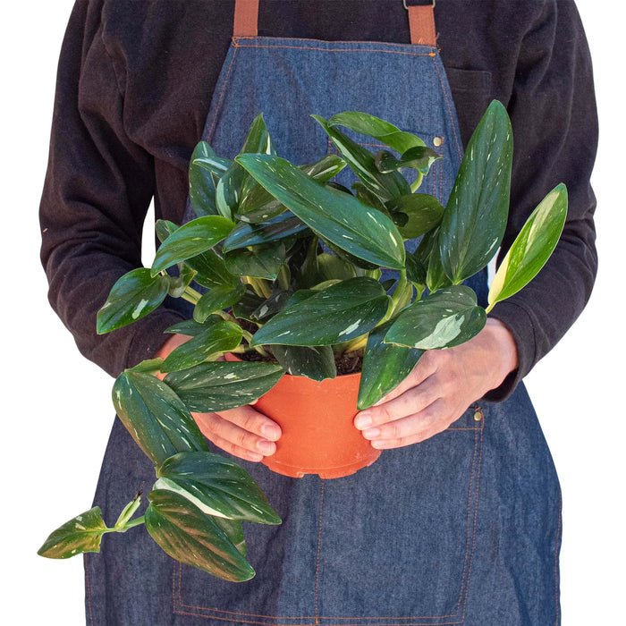 lamp plant pot Instant Sun Houseplant Grow Lamp Bundle of 3